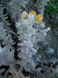 Achillea maritima